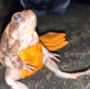 Meet your Posher, Jay